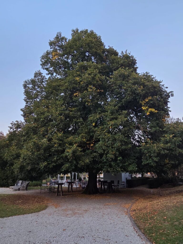 The historic linden tree in the grounds of BollAnts Spa im Park